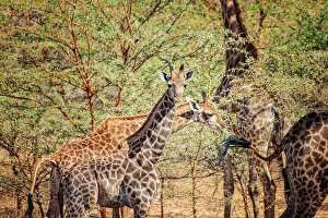 Acacia Prints: Baby of giraffe, Giraffa camelopardalis reticulata in Bandia reserve