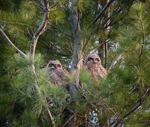 Owls Prints: Two baby great horned owlets in a nest in pine tree on spring day