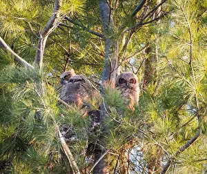 Owls Prints: Three baby great horned owlets in a nest in pine tree on spring day