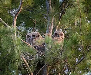 Owls Prints: Three baby great horned owlets in a nest in pine tree on spring day