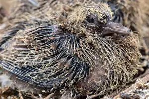 Frightened Prints: Baby Laughing dove (Streptopelia senegalensis)