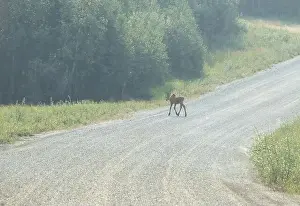 Hoof Prints: Baby moose running across gravel road near Bolio Lake in interior Alaska on a sunny spring day