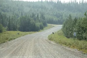 Hoof Prints: Baby moose standing in the grass next to a gravel road near Bolio Lake in interior Alaska on a sunny spring day