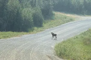 Hoof Prints: Baby moose standing on a gravel road near Bolio Lake in interior Alaska on a sunny spring day