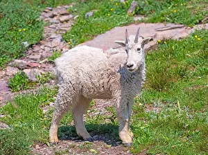 Baby Mountain Goat in a Summer Meadow in Glacier National Park in Montana