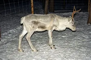 Caribou Prints: A Baby newborn Sami reindeer farm in LApland Finland