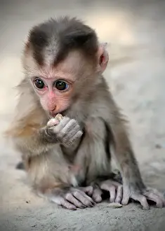 Macaca Prints: Baby Pigtail macaque (Macaca Nemestrina) baby monkey in captivity, Laos, Southeast Asia