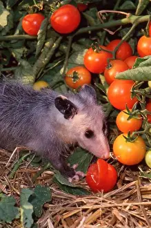 Vegetable Garden Prints: A Baby possum eating a cherry tomato in a home vegetable garden, Missouri, USA