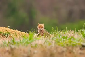 Vulpes Vulpes Prints: Baby red fox kit outside its den on a Pennsylvania horse farm
