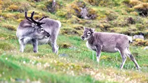 Caribou Prints: Baby reindeer, Rangifer tarandus platyrhynchus