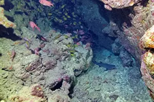 Underwater Cave Prints: Baby shark in the cave of coral reef near Marsa Alam