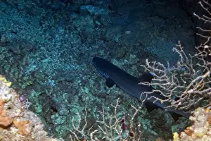 Underwater Photograph Prints: Baby shark - whitetip reef shark in Red Sea near Marsa Alam, Egypt
