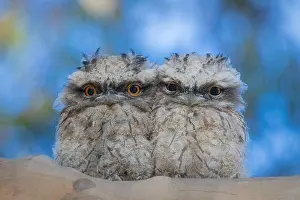 Wise Prints: Baby Tawny Frogmouths