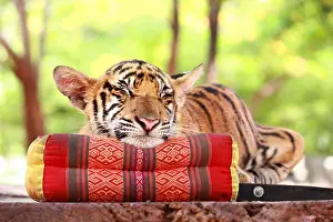 Pillow Prints: Baby tiger sleeping on thai pillow