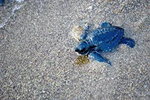New Life Prints: baby turtle walking on the beach