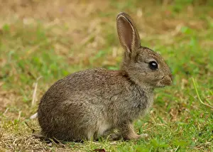 Fury Prints: baby wild rabbit in a field in wales in the united kingdom uk