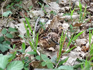 Chick Prints: Baby woodcock