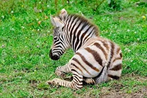 Zebra Prints: A baby zebra is laying down in the grass