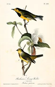 Nature Observation Prints: Bachman's Swamp-Warbler male and female perch on blooming Gordonia