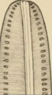 Bookyear1922 Prints: Bacillariales aus Innerasien, gesammelt von Sven Hedin
