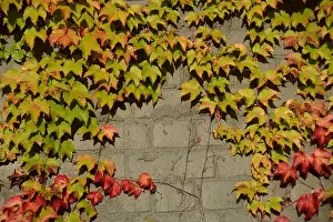 Calming Prints: background of an Ivy covered wall