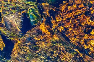 Riverbed Prints: Background. The bottom of the river is with algae and stones
