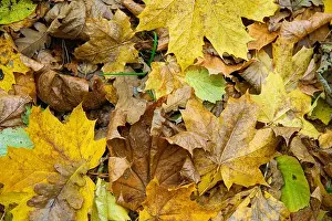 Fill Prints: background of yellow fallen leaves close-up