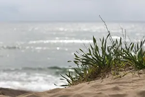 Backlight Prints: Backlight of a dune with a focused plant
