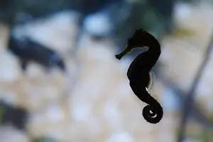Seahorse Prints: Backlight of a short-snouted seahorse (Hippocampus hippocampus)
