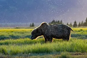 Coastal Brown Bear Prints: Backlit Coastal Brown Bear in the sunset - Brown Bear Bay