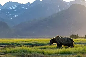 Coastal Brown Bear Prints: Backlit Coastal Brown Bear in the sunset - Brown Bear Bay
