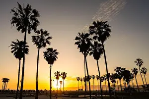 Backlight Prints: Backlit palm trees at sunset seen at Venice Beach, Los Angeles, USA