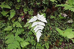 Shady Prints: Backside of the Fern leaf