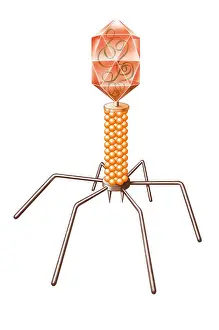 Virion Prints: Bacteriophage