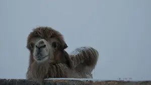 Alberta Prints: Bactrian CAMELS in Central Alberta, Canada, Winter