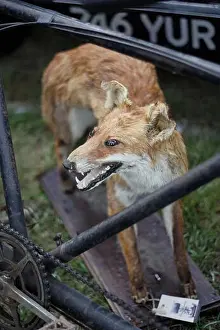 Stare Prints: Bad taxidermy Fox