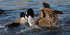 Bernache Prints: Bagarre de Bernache du Canada - Branta canadensis - Canada Goose fight fighting