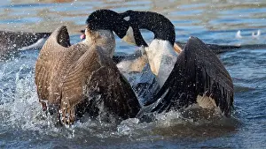 Bernache Prints: Bagarre de Bernache du Canada - Branta canadensis - Canada Goose fight fighting