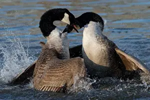Bagarre de Bernache du Canada - Branta canadensis - Canada Goose fight fighting