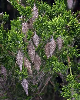 Infestation Prints: Bagworm moth (Thyridopteryx ephemeraeformis)