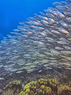 Sponges Prints: bait ball, or baitball of Jacks off the coast of the island of Bonaire