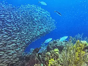 Sponges Prints: bait ball, or baitball of Jacks off the coast of the island of Bonaire