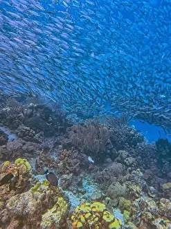 Sponges Prints: bait ball, or baitball of Jacks off the coast of the island of Bonaire