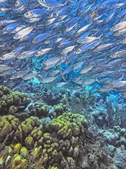 Sponges Prints: bait ball, or baitball of Jacks off the coast of the island of Bonaire
