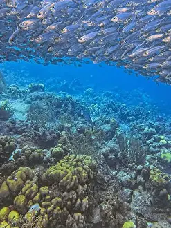 Sponges Prints: bait ball, or baitball of Jacks off the coast of the island of Bonaire