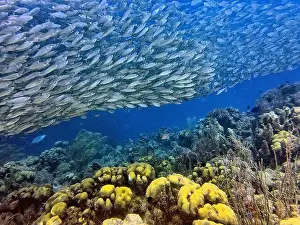 Sponges Prints: bait ball, or baitball of Jacks off the coast of the island of Bonaire