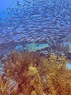 Sponges Prints: bait ball, or baitball of Jacks off the coast of the island of Bonaire