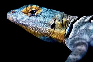 Baja California Rock Lizard (Petrosaurus thalassinus)