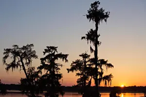 Wetlands Prints: Bald Cypress trees (Taxodium distichum) with Spanish moss (Tillandsia usneoides)
