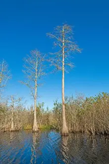 Ecotravel Prints: Bald Cyress Against a Blue Sky in the Okefenokee National Wildlife Refuge in Georgia